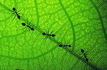 ants on a leaf in a line